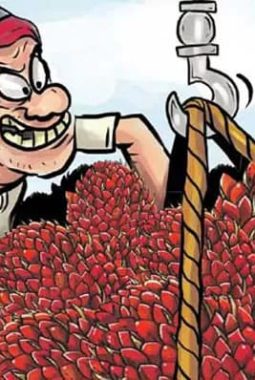 Seorang Warga Dipolisikan Karena Diduga Mencuri Sawit